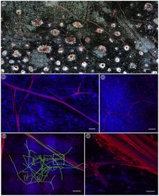 Squid skin with iridophores and nerves