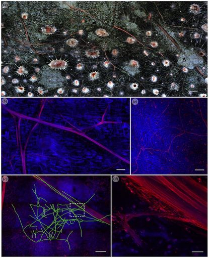 Squid skin with iridophores and nerves