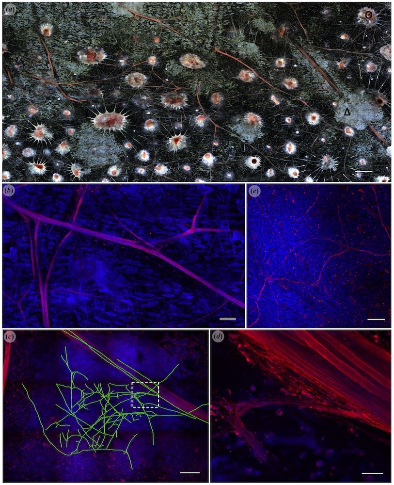 Squid skin with iridophores and nerves