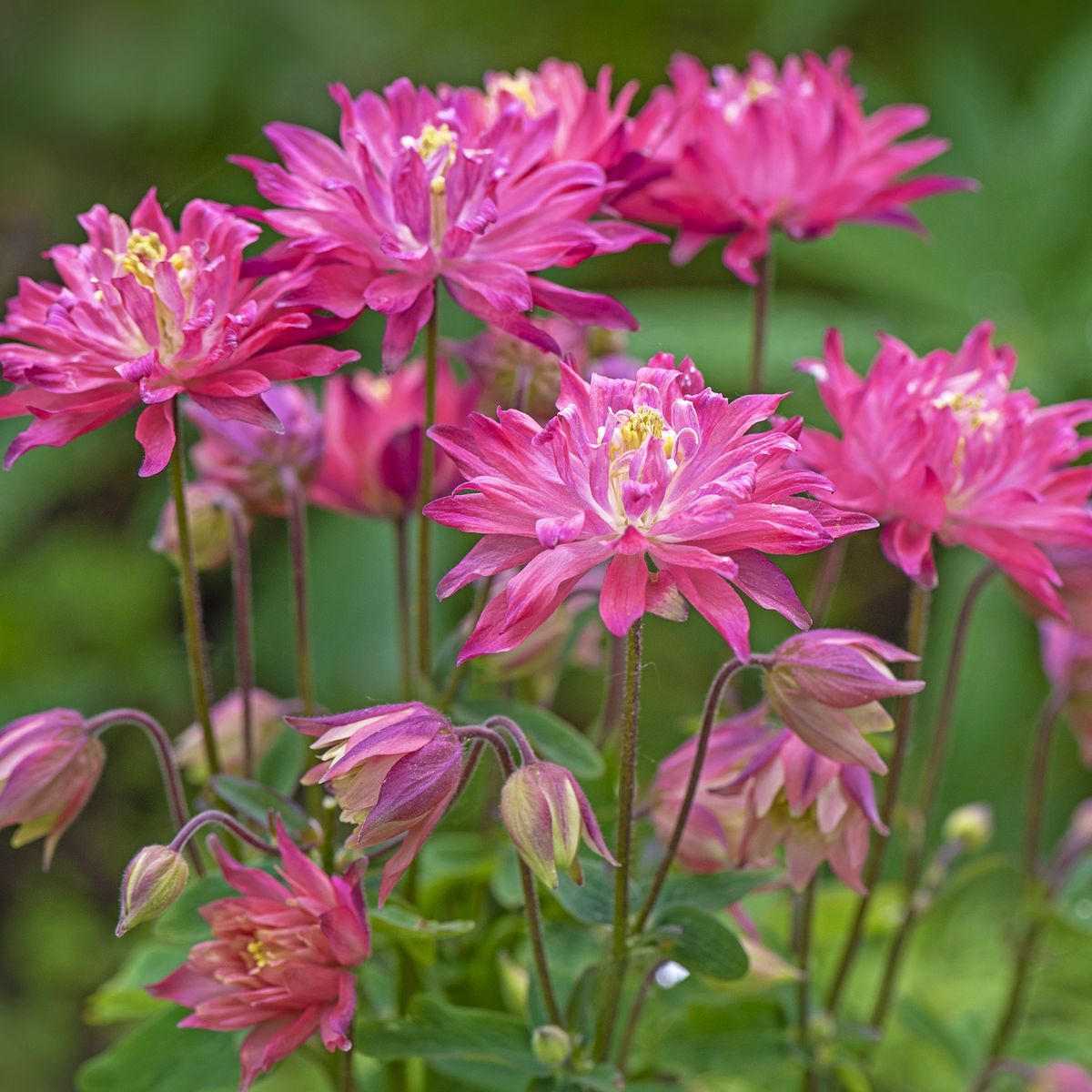 来年の素晴らしい庭園のために10月に蒔く8つの花の種