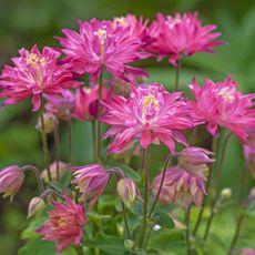 Pink columbine flowers