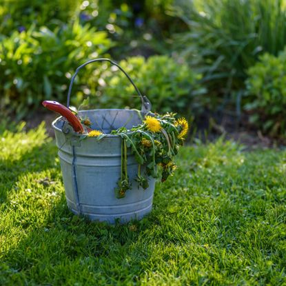 Dandelions in bucket in garden