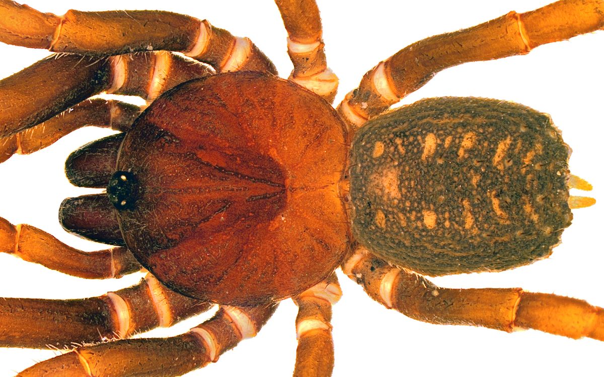 One of the newly described bald-legged spider species, &lt;i&gt;Stormtropis muisca&lt;/i&gt;.