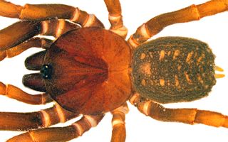 One of the newly described bald-legged spider species, <i>Stormtropis muisca</i>.