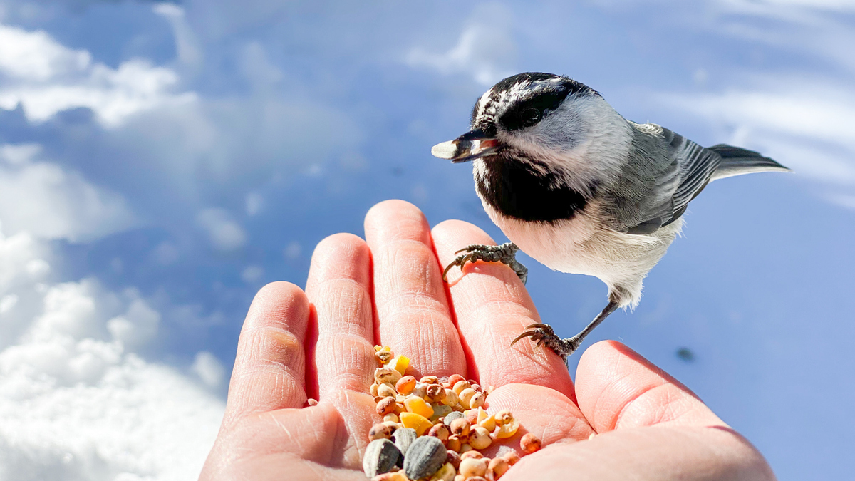 Bird sitting on someone&#039;s hand with seeds in it