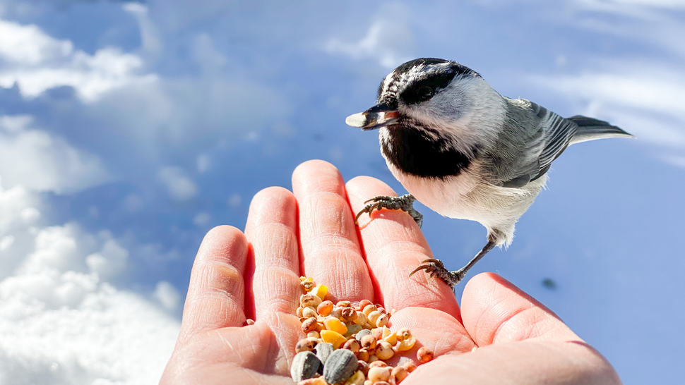 A vet reveals what not to feed wild birds (some of these really ...