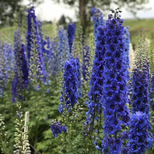 Blue Buccaneers Hybrid Bee Delphinium 