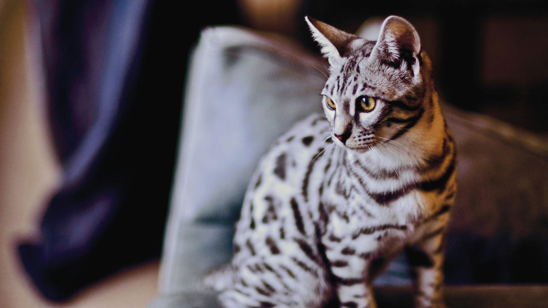 Bengal cat sitting on a chair