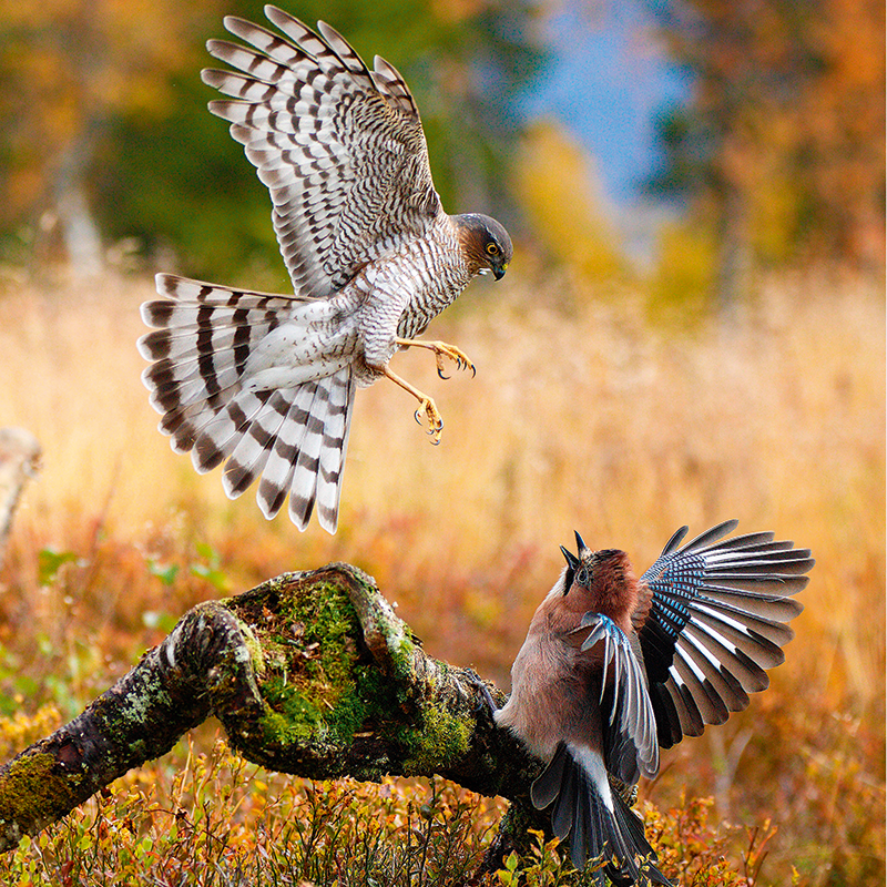 Sparrowhawk