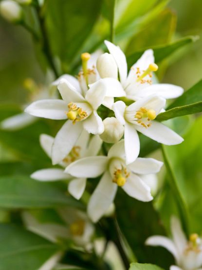 Blooming Citrus Tree