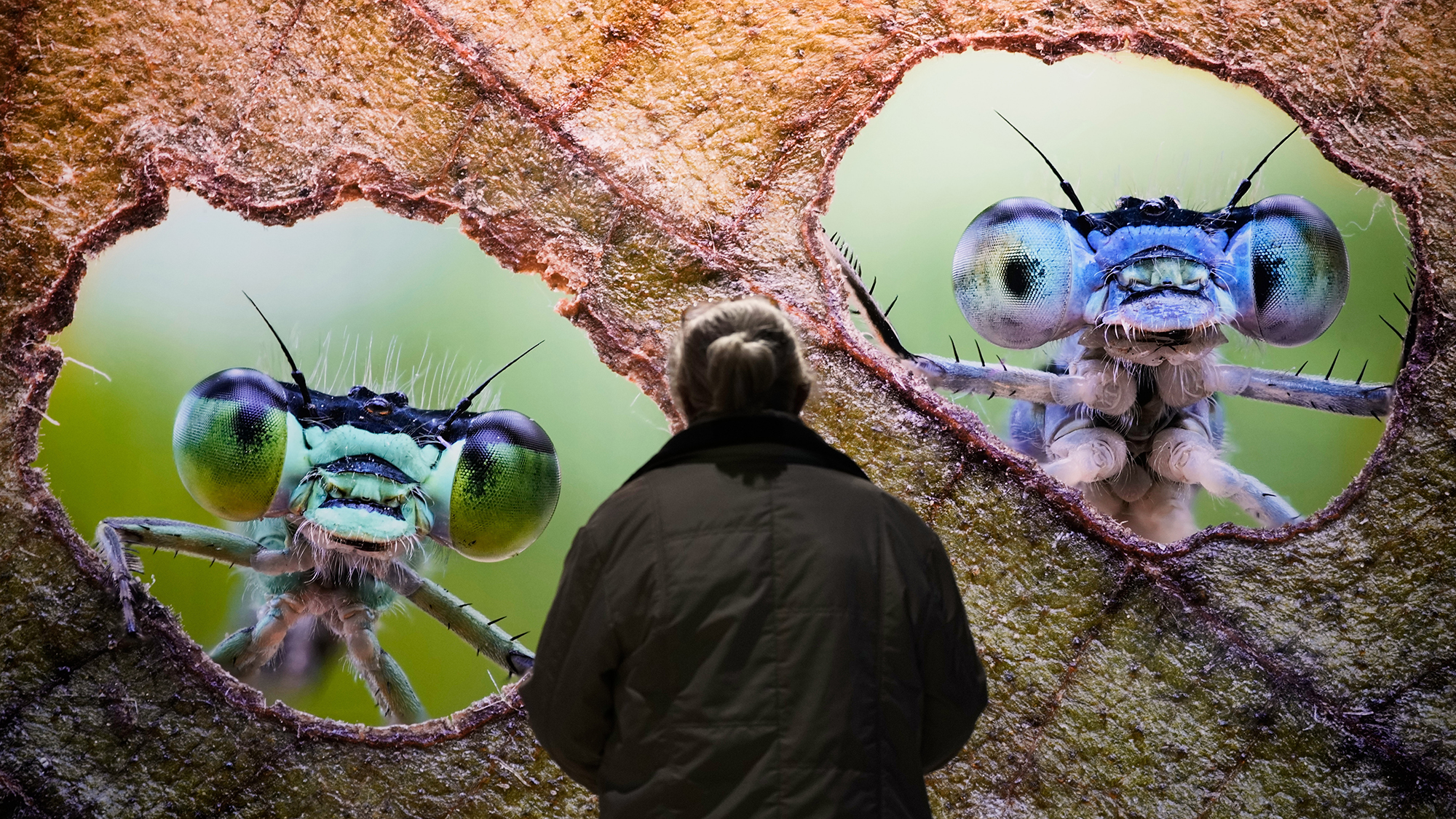 A visitor looks at an enlarged photo of dragonflies in the "Forest Worlds" exhibition at Gasometer Oberhausen in Germany