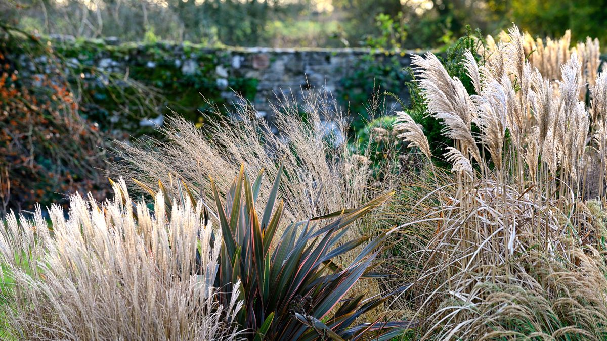 7 architectural plants for your winter garden |