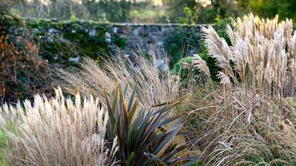 architectural plants with grasses in a flower bed