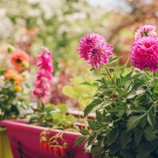 Dahlia flowers growing in pots and window boxes on a balcony