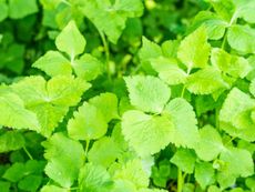 Light Green Japanese Parsley