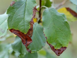 Twig Blight: Identify, Prevent and Treat it