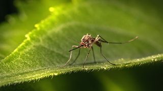 En närbild på en mygga som sitter på ett löv.
