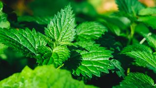 Close up of Nepeta cataria plant, commonly known as catnip, catswort, catwort, and catmint.