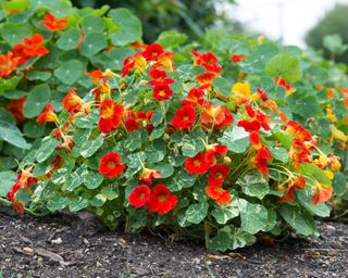 Orange Troika nasturtiums grown as ground cover in a display of summer annuals