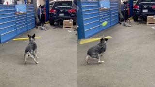 Baseball-playing dog hitting ball with bat