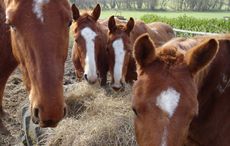 poloponies.jpg