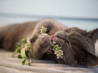 Cat licking catnip