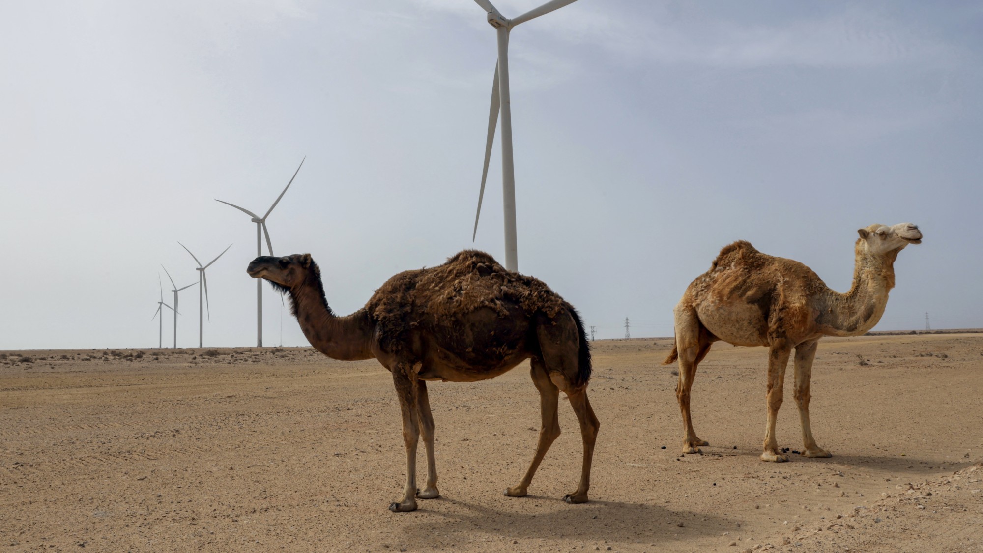 Camels roam next to wind turbines that will supply power to a desalination plant under construction in Dakhla in the disputed Western Sahara, mostly controlled by Morocco