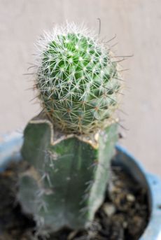 Potted Grafted Cactus Plant