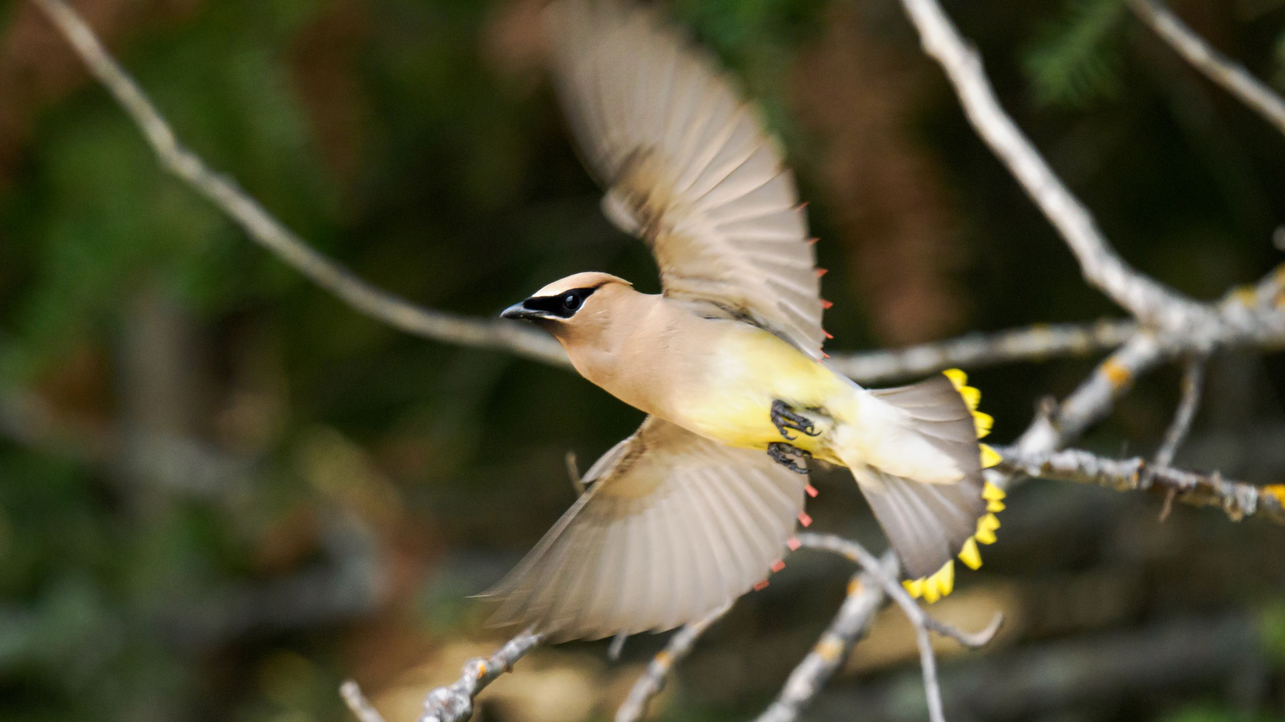 A flash of movement caught my eye. When I looked out my window, I grabbed my wildlife camera gear and started running