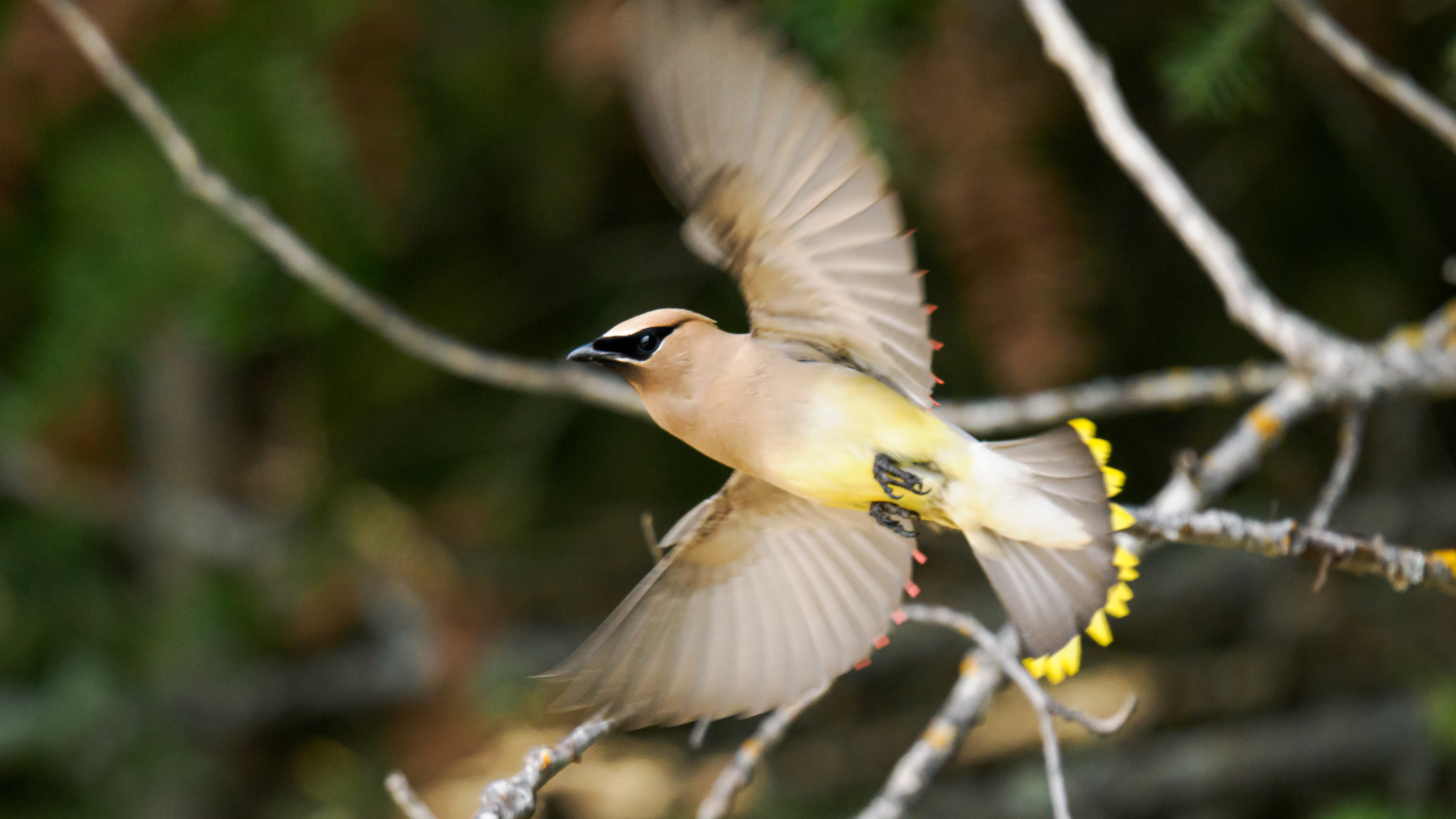 Cedar waxwings feasting on bugs