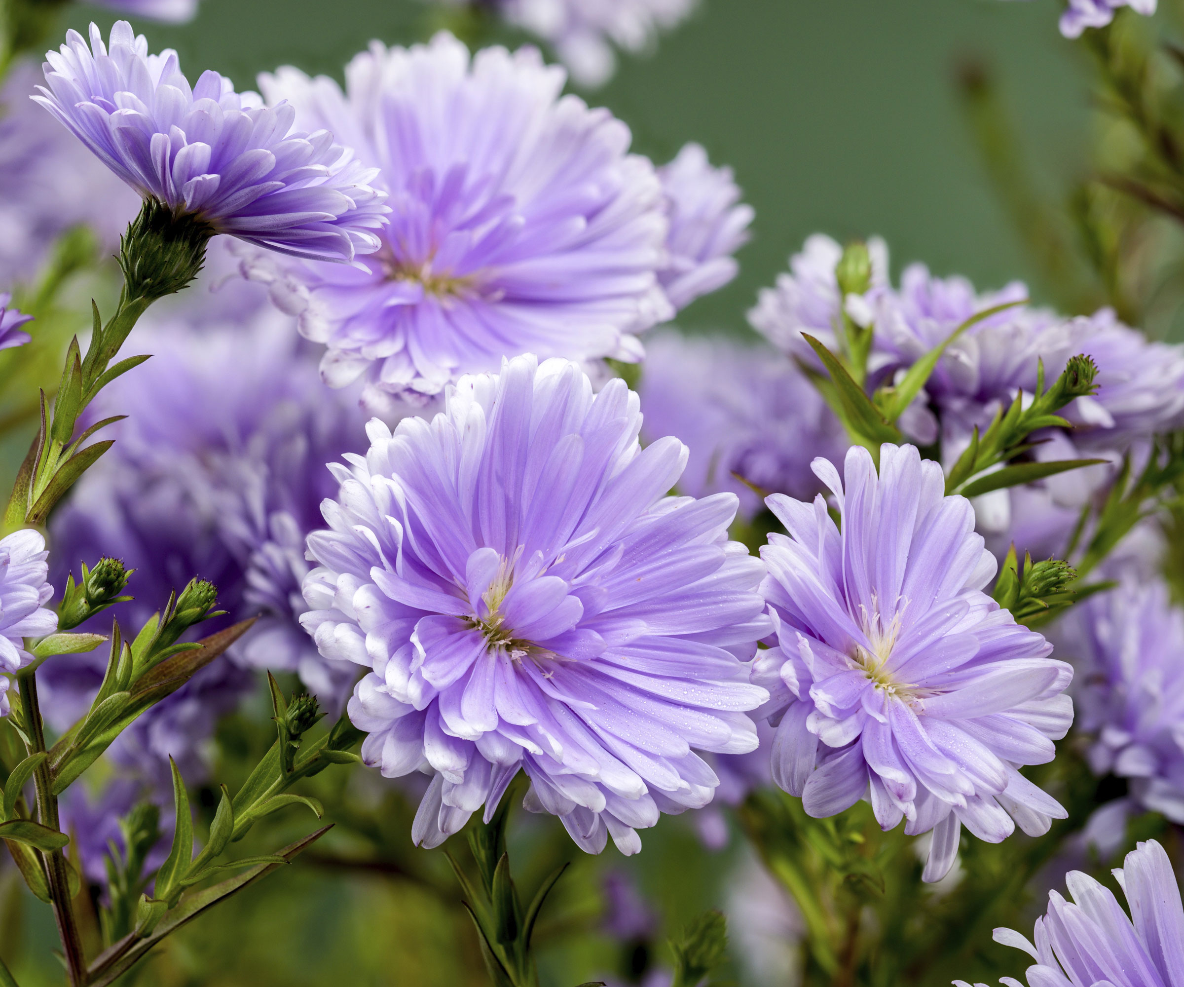 pale purple aster flowers in cluster in yard