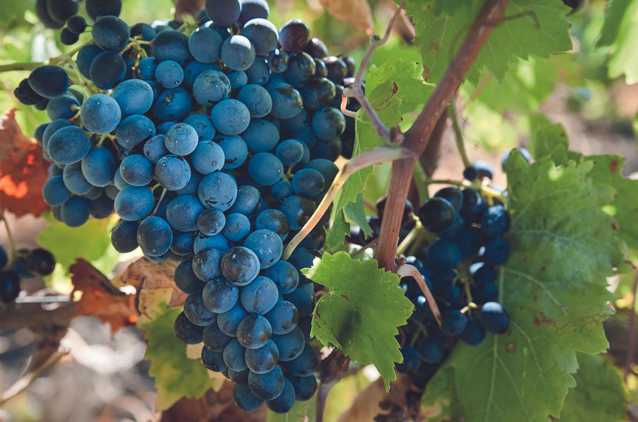 bunch of Nero d’Avola grapes