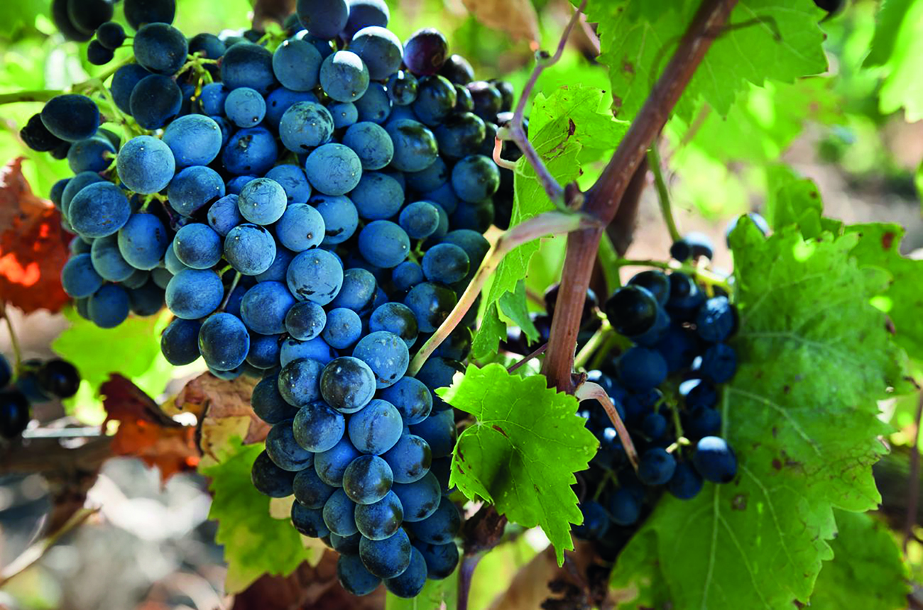 bunch of Nero d&amp;rsquo;Avola grapes