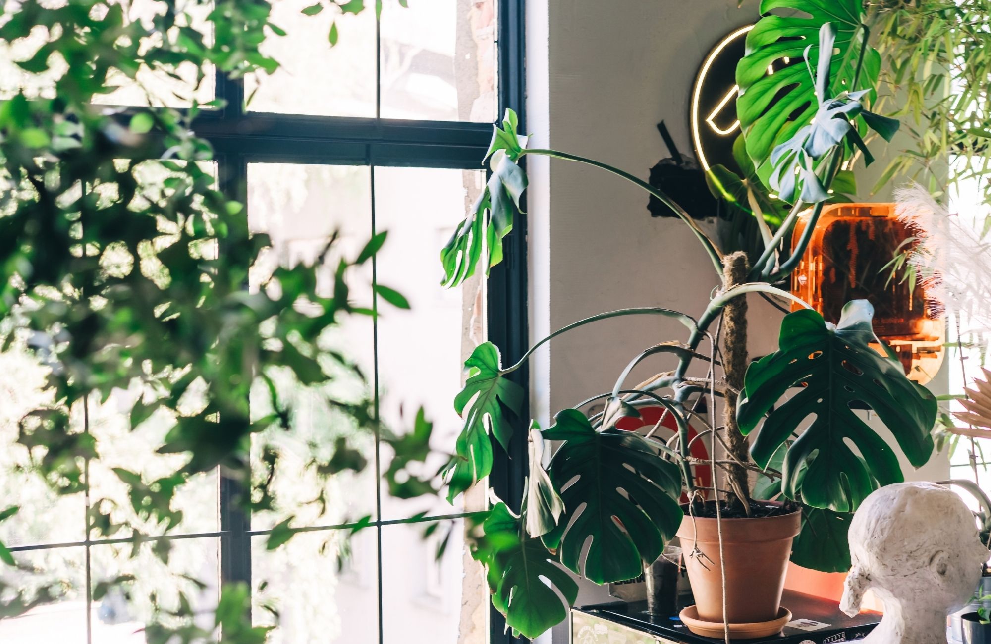 A lush corner filled with various houseplants, including a large Monstera, beside a window with a view of a city street. The scene creates a peaceful and eco-friendly atmosphere, blending the tranquility of nature with modern urban living and home decor.