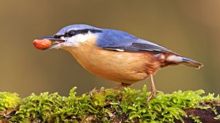 Nuthatch with peanut in mouth