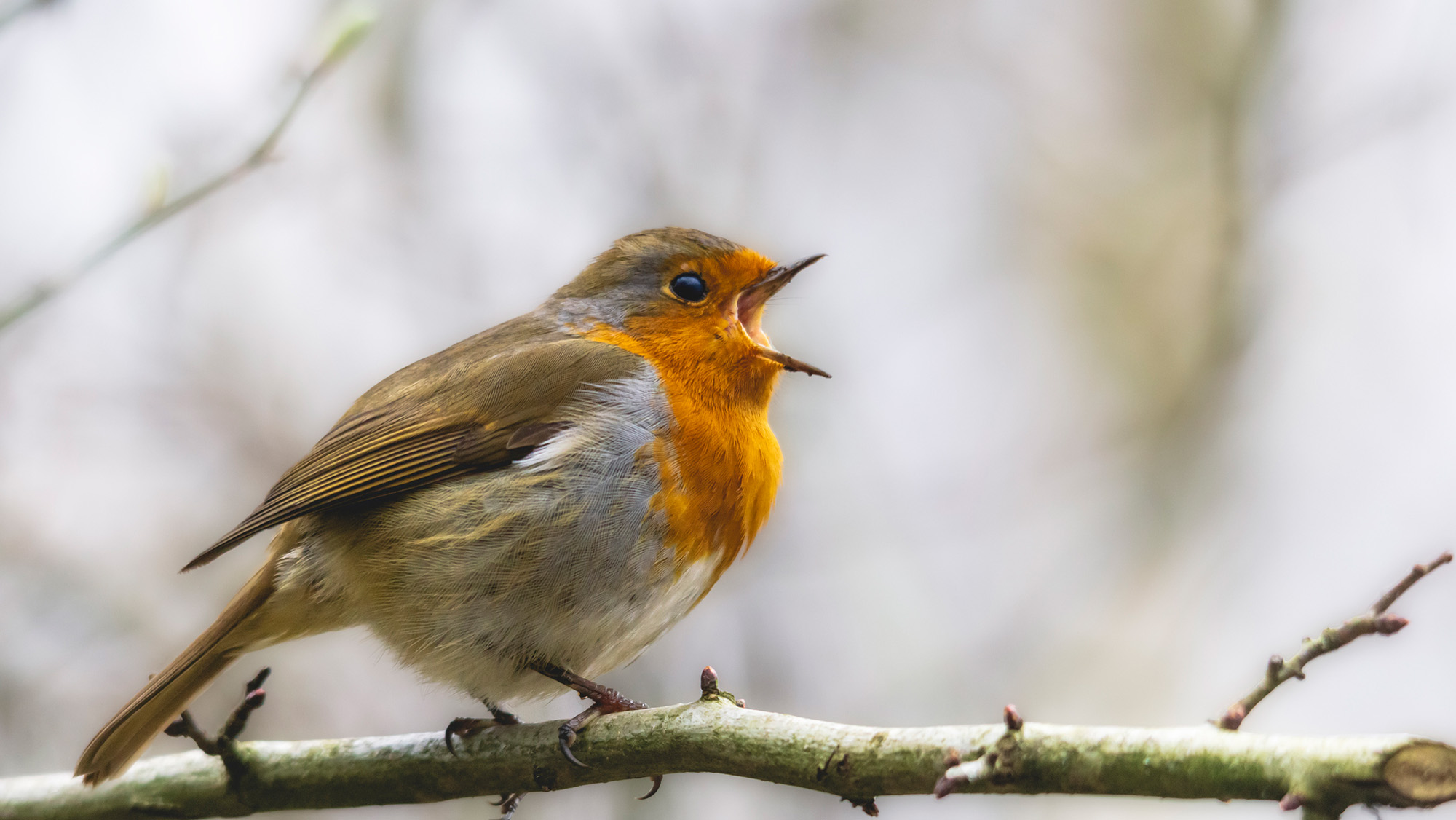 An orange and brown bird has its beak open, singing a song