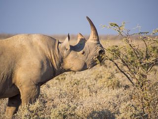 A black rhino (Diceros bicornis) in Etosha National Park, Namibia.