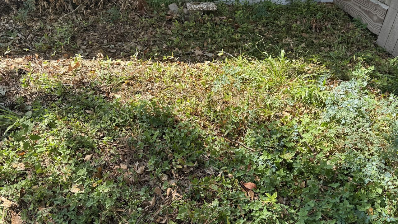 The Troy-Bilt Colt tiller had no problem pulling up small weeds.
