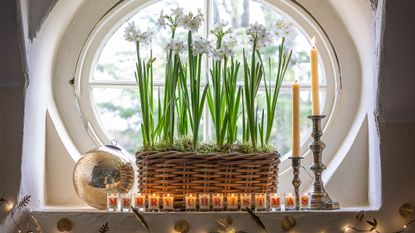 how to force bulbs indoors for Christmas