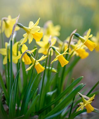 daffodils growing in garden