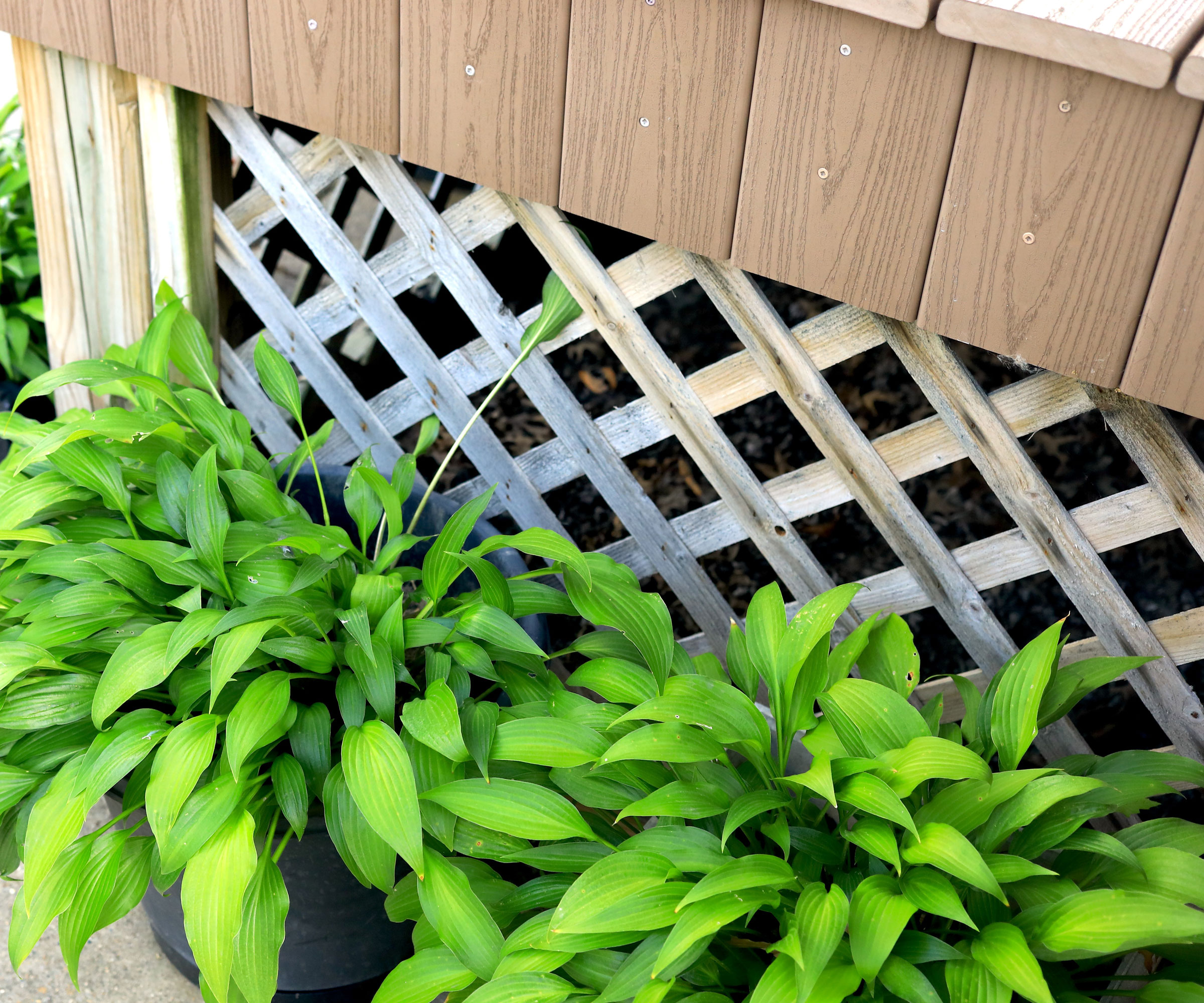 peace lily plants placed in containers near deck