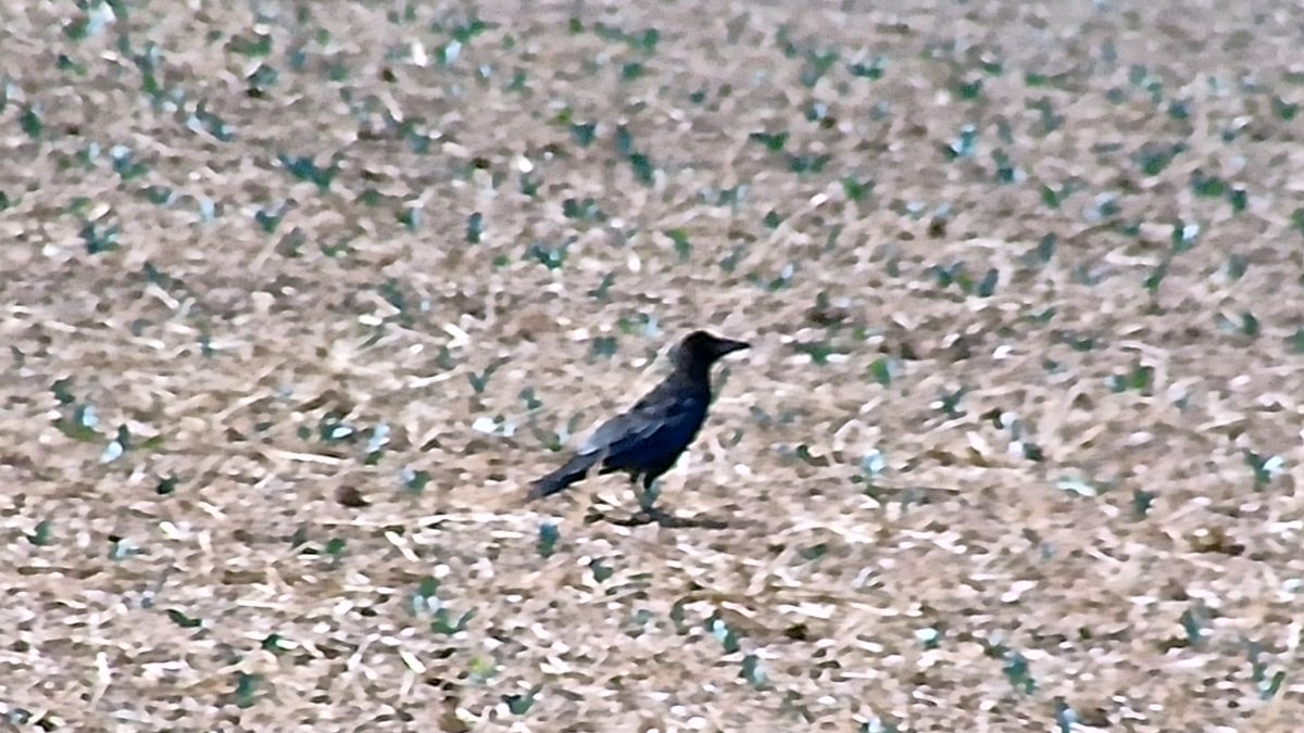 GoBirding Vision Master