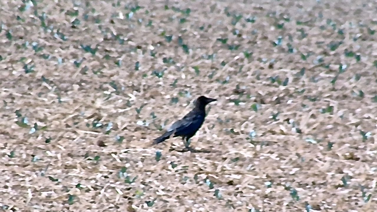 GoBirding Vision Master