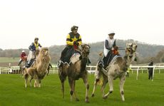 Camel-Racing-5.jpg