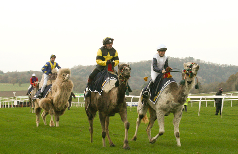 Camel-Racing-5.jpg