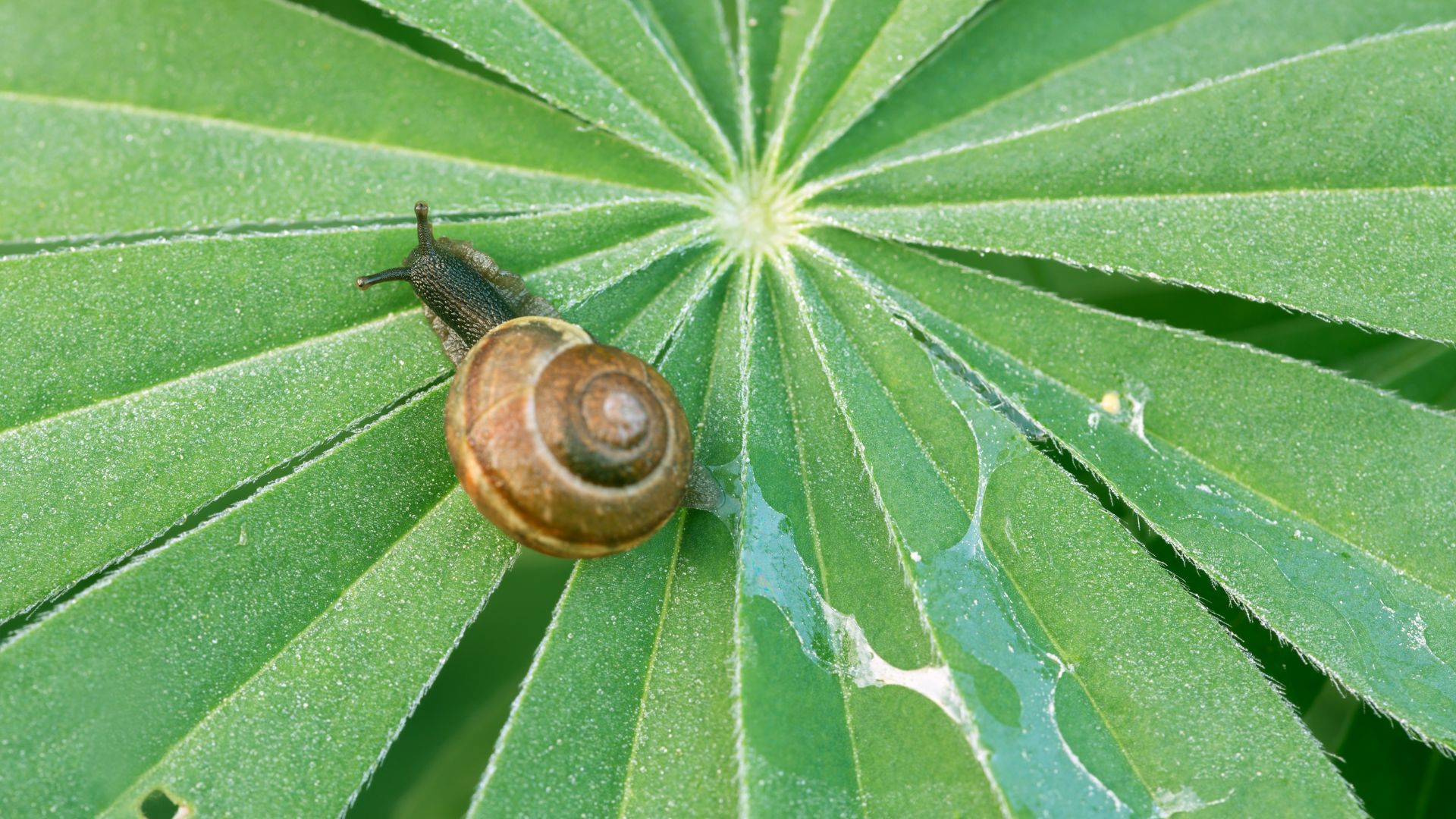 A snail trail on a green leaf