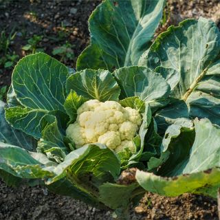 A close-up of a cauliflower growing in a vegetable garden