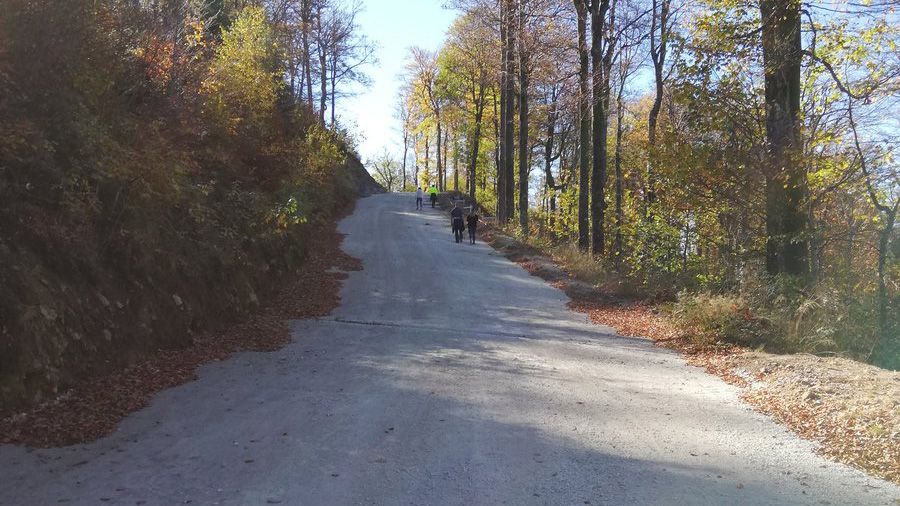 The final kilometre through the trees is on gravel roads