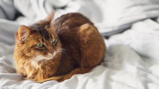 Somali cat in loaf position