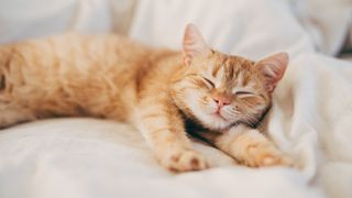 An orange cat sleeping